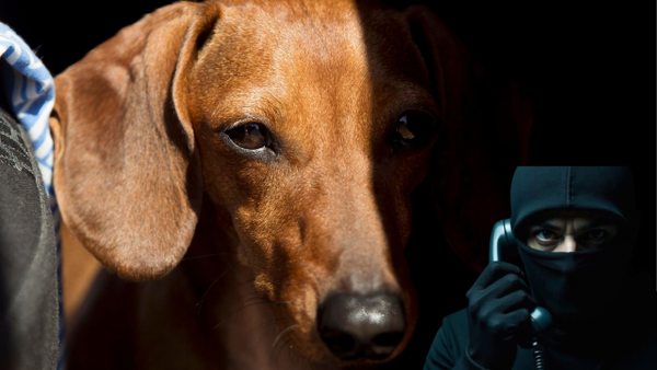 ¿Se extravió su mascota?: tenga cuidado con esta peligrosa estafa en redes ¿Se extravió su mascota?: tenga cuidado con esta peligrosa estafa en redes