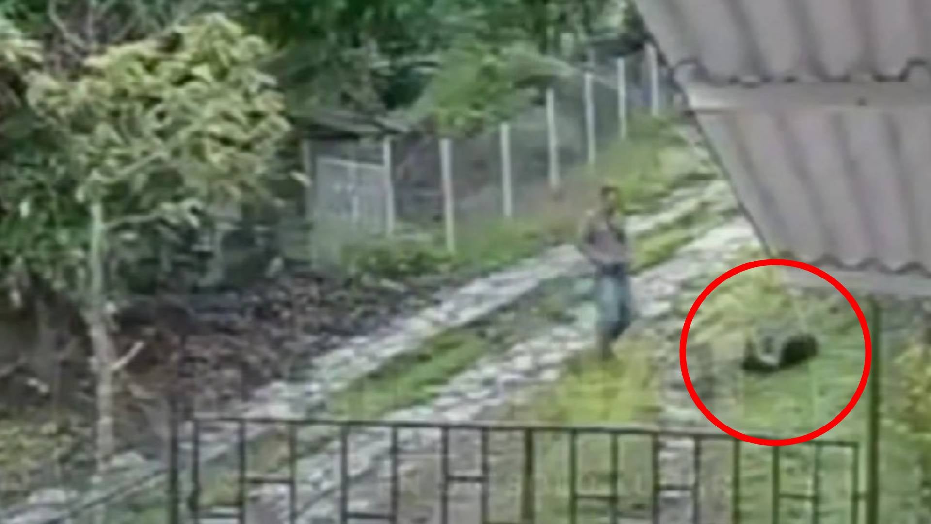 Asesino de un perrito
