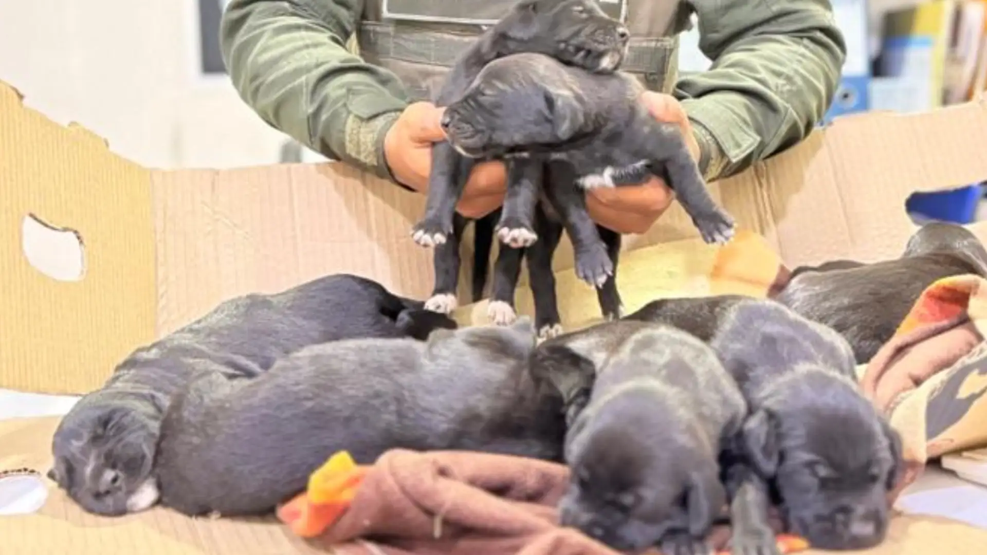 Rescate de cachorros en Cali.