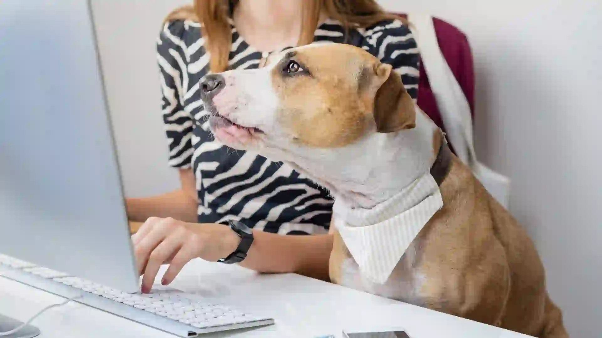 Gobierno tendrá tres meses para regular el ingreso de mascotas al trabajo y registrar a repartidores