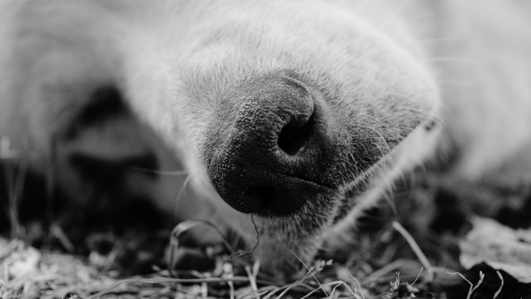 Tres perros fueron hallados incinerados en Santa Marta: ¿qué se sabe del caso? Tres perros fueron hallados incinerados en Santa Marta: ¿qué se sabe del caso?