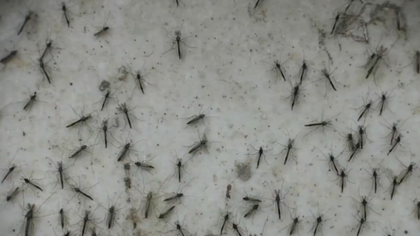 Colombia registra más de 91.000 casos de dengue y supera las 60 muertes