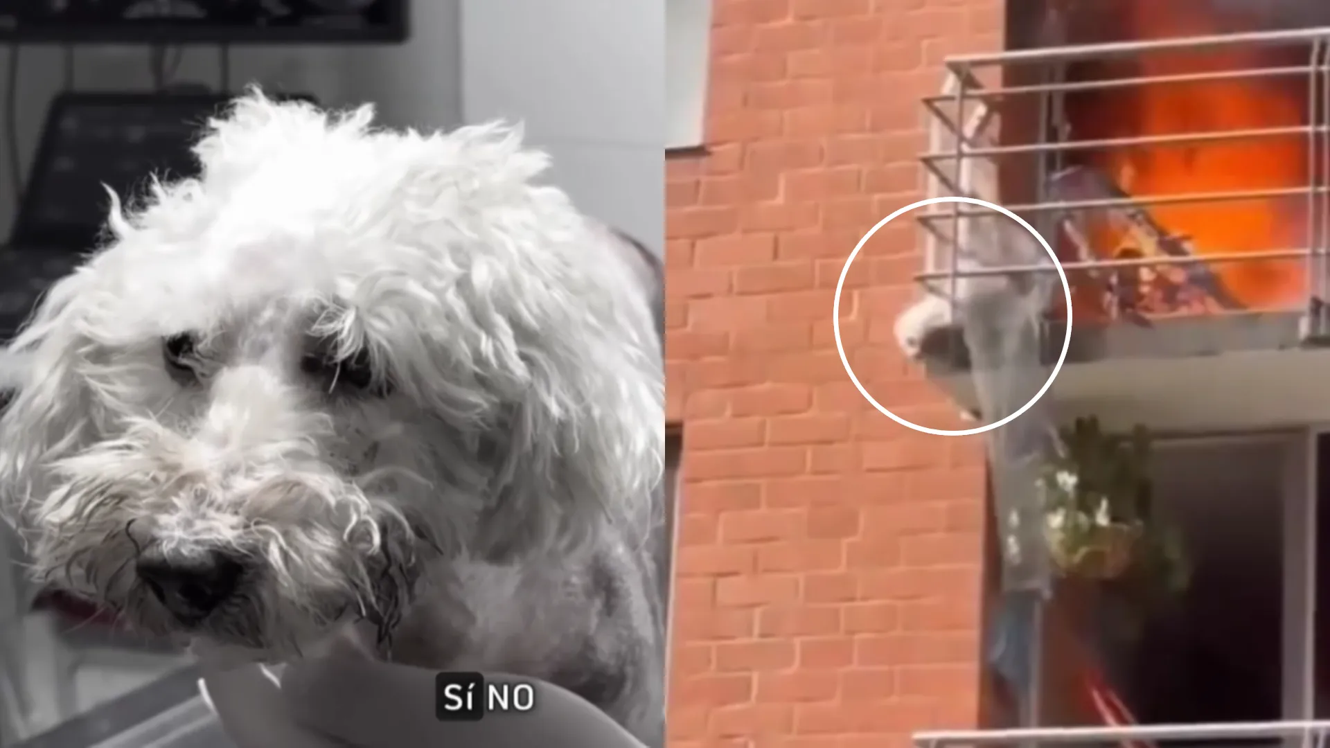 Molly perrita que cayó desde un quinto piso